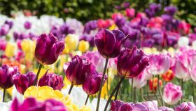 Felicitări de Mărțișor 2024! Urări și mesaje pentru prima zi de primăvară de anul acesta